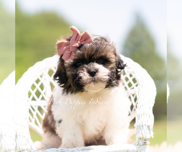 Medium Photo #4 Shih Tzu Puppy For Sale in WARSAW, IN, USA