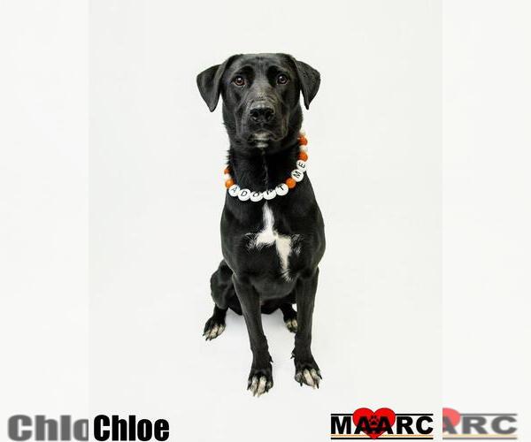 Medium Photo #2 Labrador Retriever-Unknown Mix Puppy For Sale in Maryville, TN, USA