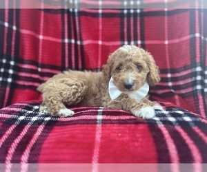 Cock-A-Poo Puppy for sale in LAKELAND, FL, USA