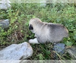 Small #3 Pyrenees Husky