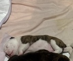 Small Photo #28 Olde English Bulldogge Puppy For Sale in ALDEN, MN, USA