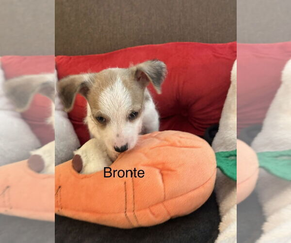 Medium Photo #1 Chihuahua-Unknown Mix Puppy For Sale in Lakewood, CO, USA