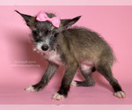 Small Photo #1 Chihuahua Puppy For Sale in BREA, CA, USA