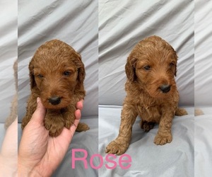Goldendoodle Puppy for Sale in NORTH MYRTLE BEACH, South Carolina USA