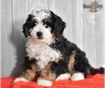 Small Photo #4 Miniature Bernedoodle Puppy For Sale in MILLERSBURG, OH, USA