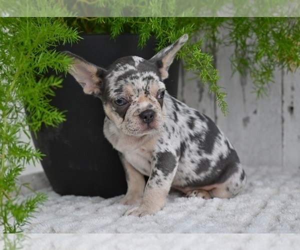 Medium Photo #3 French Bulldog Puppy For Sale in MILLERSBURG, OH, USA