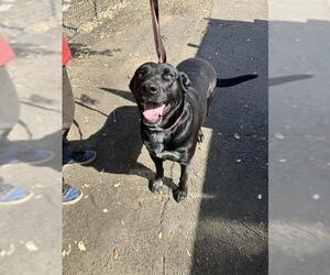 Labrador Retriever Dogs for adoption in Stockton, CA, USA