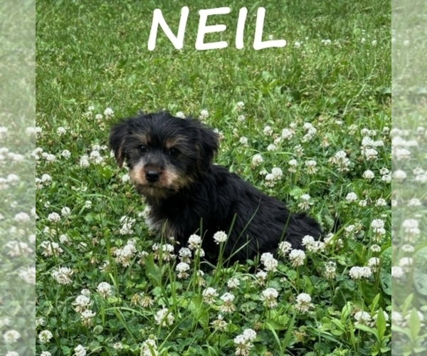 Medium Photo #1 YorkiePoo Puppy For Sale in HARTLAND, MN, USA
