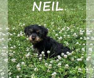 YorkiePoo Puppy for sale in HARTLAND, MN, USA
