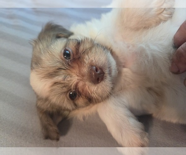 Medium Photo #17 Maltipom-Pomeranian Mix Puppy For Sale in HUDSON, MA, USA
