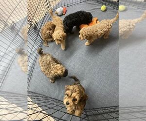 Cavapoo Puppy for sale in CHICAGO, IL, USA