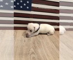 Small Photo #25 Jack Russell Terrier Puppy For Sale in MABLETON, GA, USA