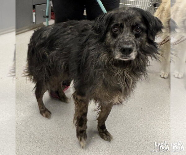 Medium Photo #2 Australian Shepherd-Unknown Mix Puppy For Sale in Washington, DC, USA