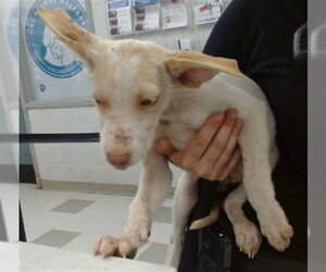 German Shepherd Dog-Unknown Mix Dogs for adoption in Oklahoma City, OK, USA
