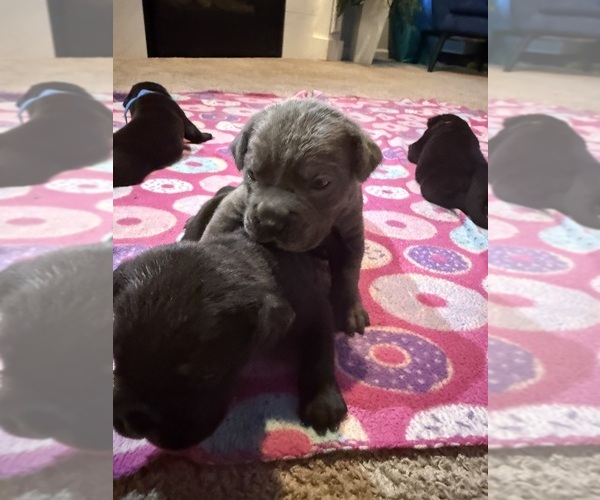 Medium Photo #19 Cane Corso Puppy For Sale in VAN BUREN TWP, MI, USA