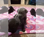 Small #18 Cane Corso