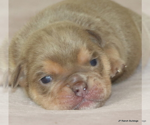 Medium Bulldog