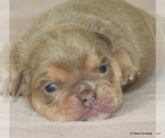 Puppy Baxter Bulldog
