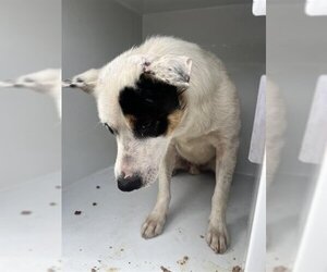 Parson Russell Terrier Dogs for adoption in Houston, TX, USA