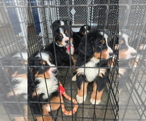 Bernese Mountain Dog Puppy for sale in GOODLETTSVILLE, TN, USA