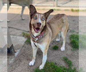 Siberian Husky Dogs for adoption in Modesto, CA, USA