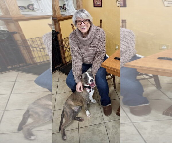 Medium Photo #8 Mutt Puppy For Sale in Mount Laurel, NJ, USA