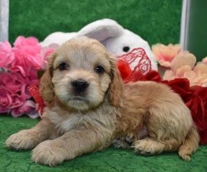 Cockapoo Puppy for sale in PEYTON, CO, USA