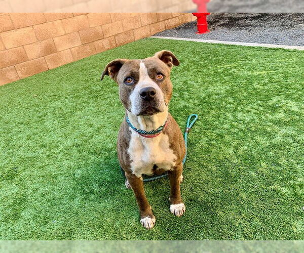 Medium Photo #1 Mutt Puppy For Sale in Moreno Valley, CA, USA