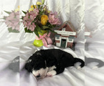 Small Photo #2 Aussiedoodle Puppy For Sale in OAK HARBOR, WA, USA