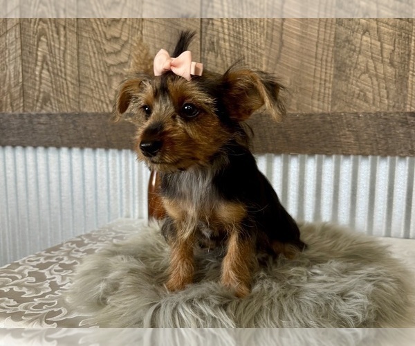 Medium Photo #10 Yorkshire Terrier Puppy For Sale in NAPPANEE, IN, USA