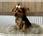 Small #9 Yorkshire Terrier