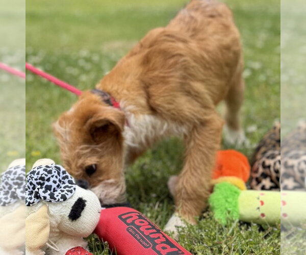 Medium Photo #3 Mutt Puppy For Sale in Yardley, PA, USA