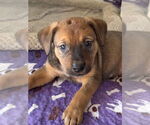 Small #2 Labrador Retriever Mix