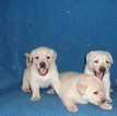 Small Photo #7 Labrador Retriever Puppy For Sale in CALIENTE, CA, USA