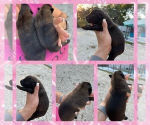 Belgian Malinois Dog for Adoption in ARCADIA, Florida USA