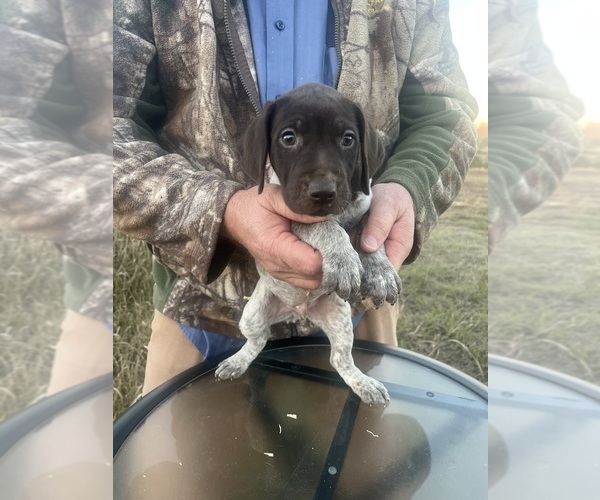 Medium Photo #12 German Shorthaired Pointer Puppy For Sale in LUCEDALE, MS, USA