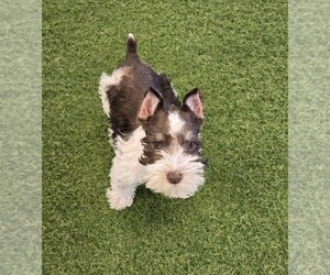 Schnauzer (Miniature) Puppy for sale in BERKLEY, MI, USA