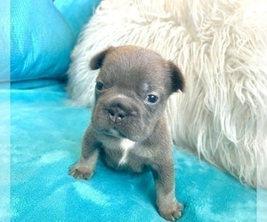 French Bulldog Puppy for sale in CHARLESTON, SC, USA