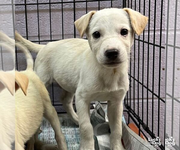 Medium Photo #4 Labrador Retriever-Unknown Mix Puppy For Sale in Washington, DC, USA