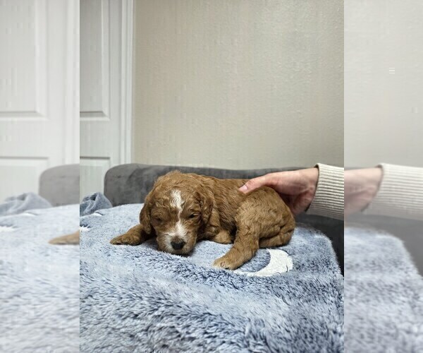Medium Photo #37 Goldendoodle Puppy For Sale in COLLINSVILLE, IL, USA
