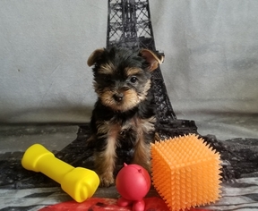 Yorkshire Terrier Puppy for sale in CORTLAND, NY, USA
