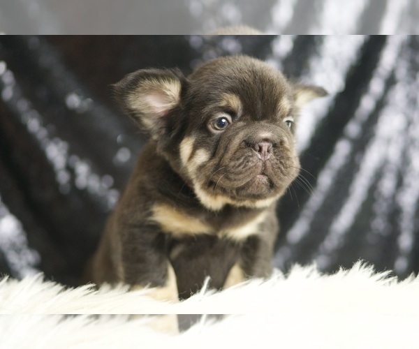 Medium Photo #3 French Bulldog Puppy For Sale in WARSAW, IN, USA
