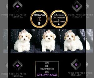 Maltipoo Puppy for sale in WARSAW, IN, USA