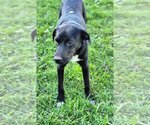 Small Borador