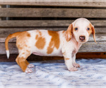 Small Photo #30 Dachshund Puppy For Sale in WAKARUSA, IN, USA