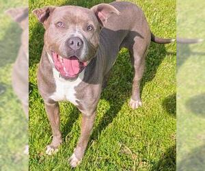 Mutt Dogs for adoption in Akron, OH, USA