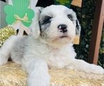 Small #4 Sheepadoodle