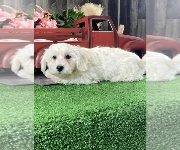 Medium Photo #2 Bichon Frise Puppy For Sale in CANOGA, NY, USA
