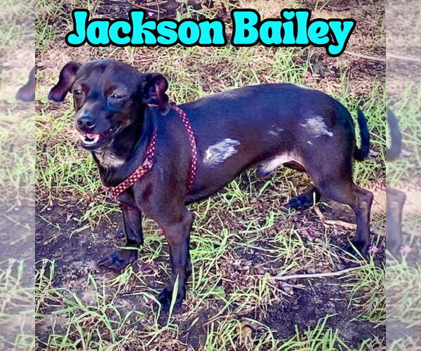 Medium Photo #16 Chiweenie Puppy For Sale in San Antonio, TX, USA