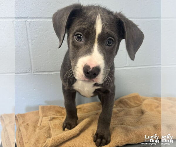 Medium Photo #1 Labrador Retriever-Unknown Mix Puppy For Sale in Washington, DC, USA